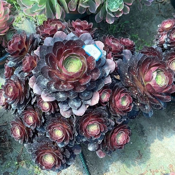 39赤炎链多肉植物