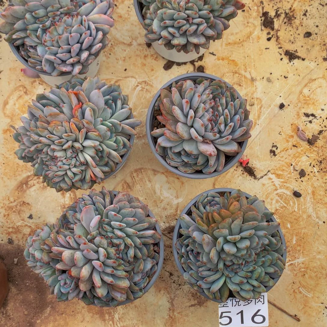 叮*星悦多肉 516星影缀