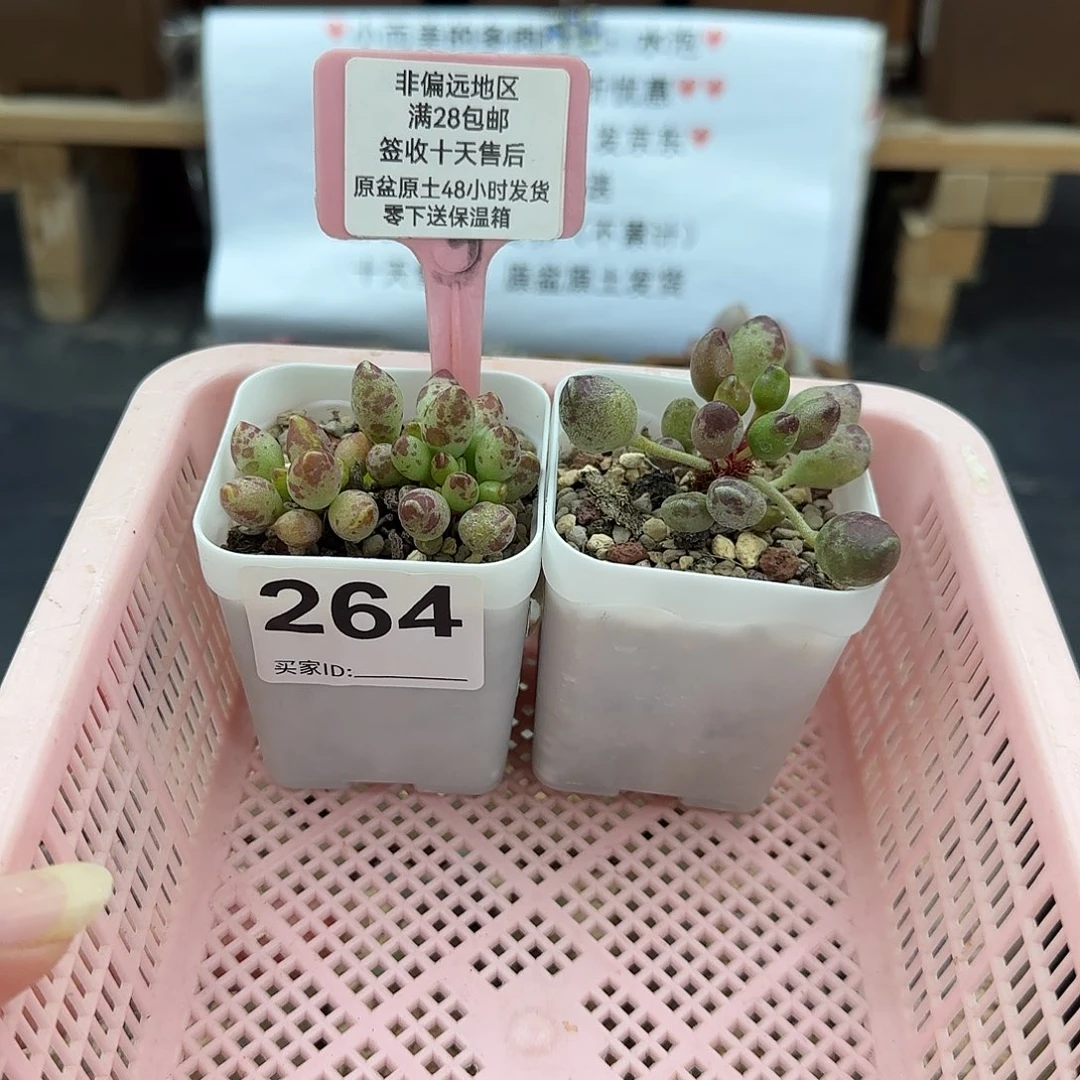 ?264鼓槌2颗多肉植物