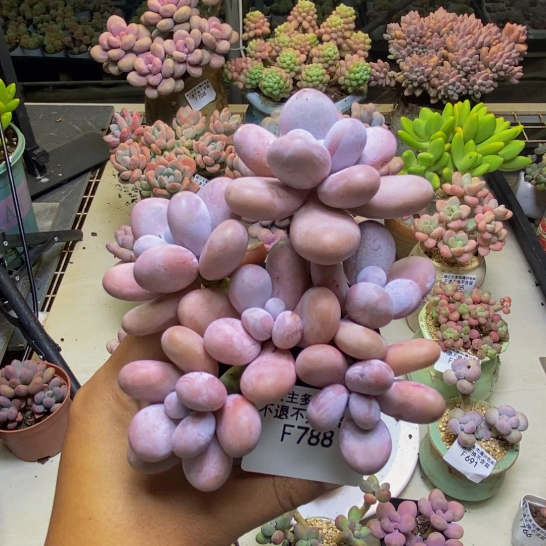 788水光针多肉9cm