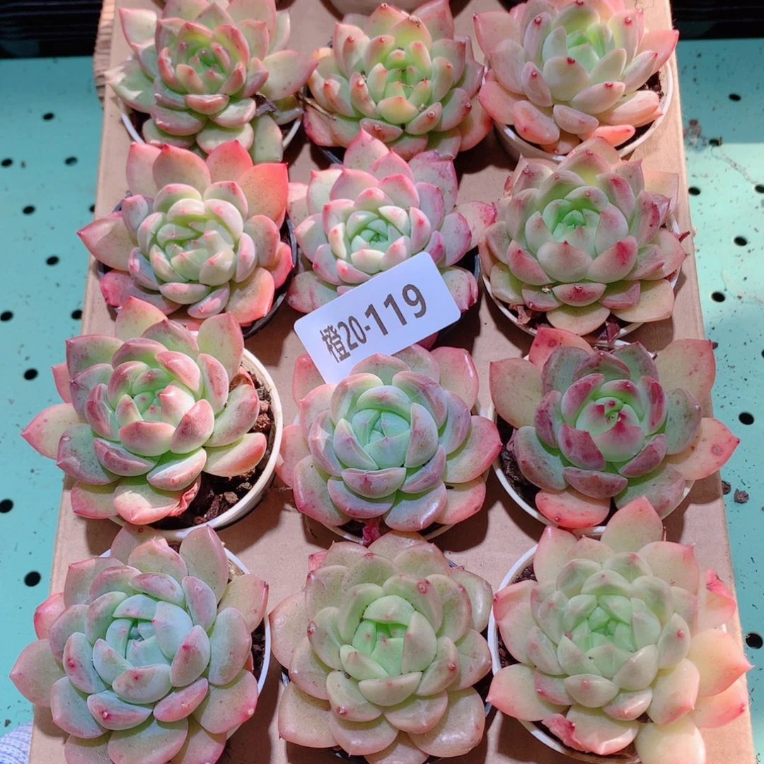 20-119一物一拍多肉带盆18颗