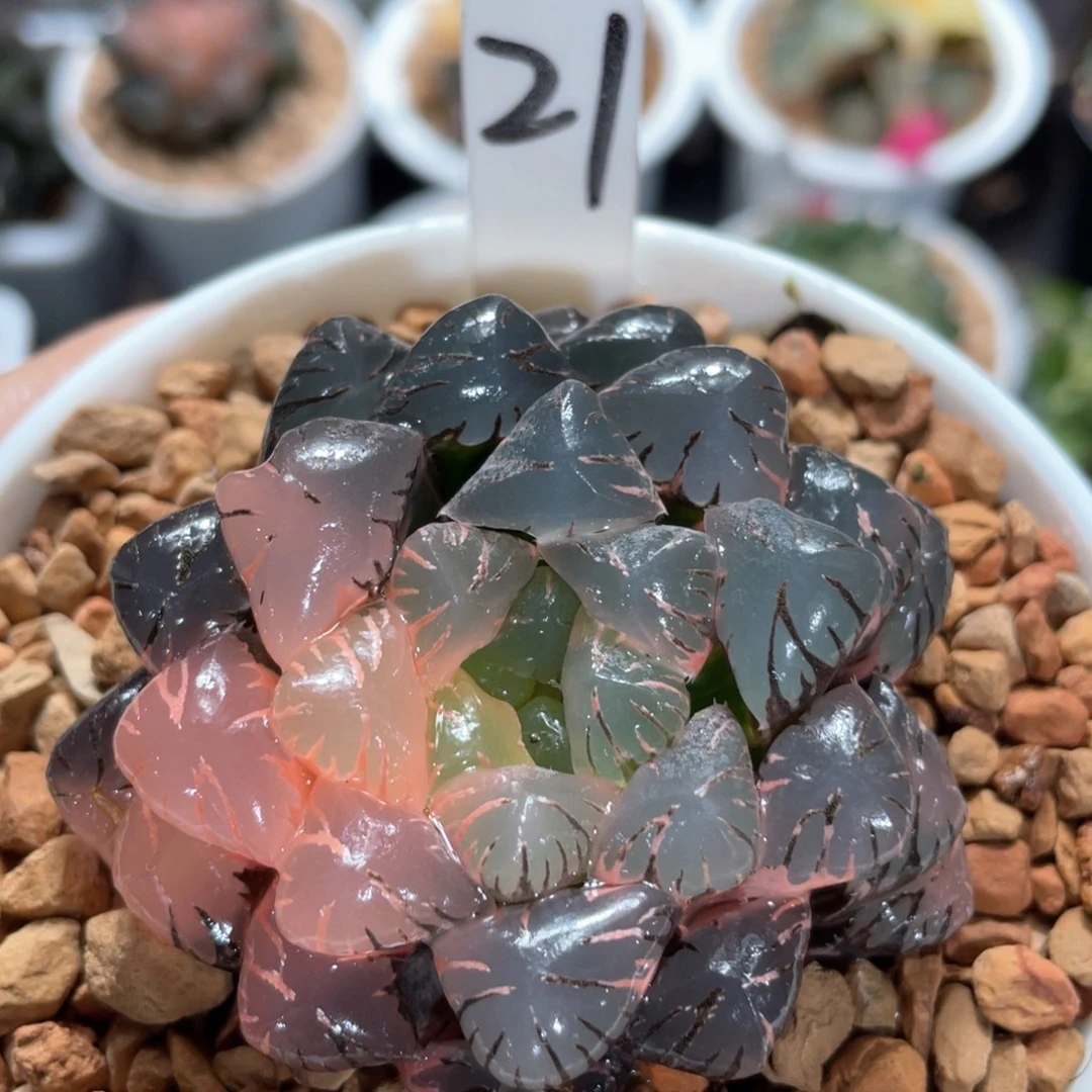 21孔明灯锦。