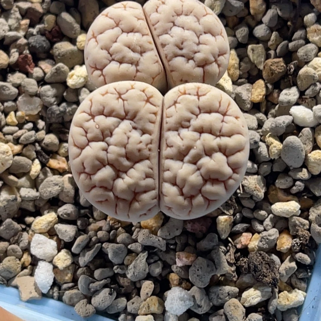 4016双头凹凸189母本