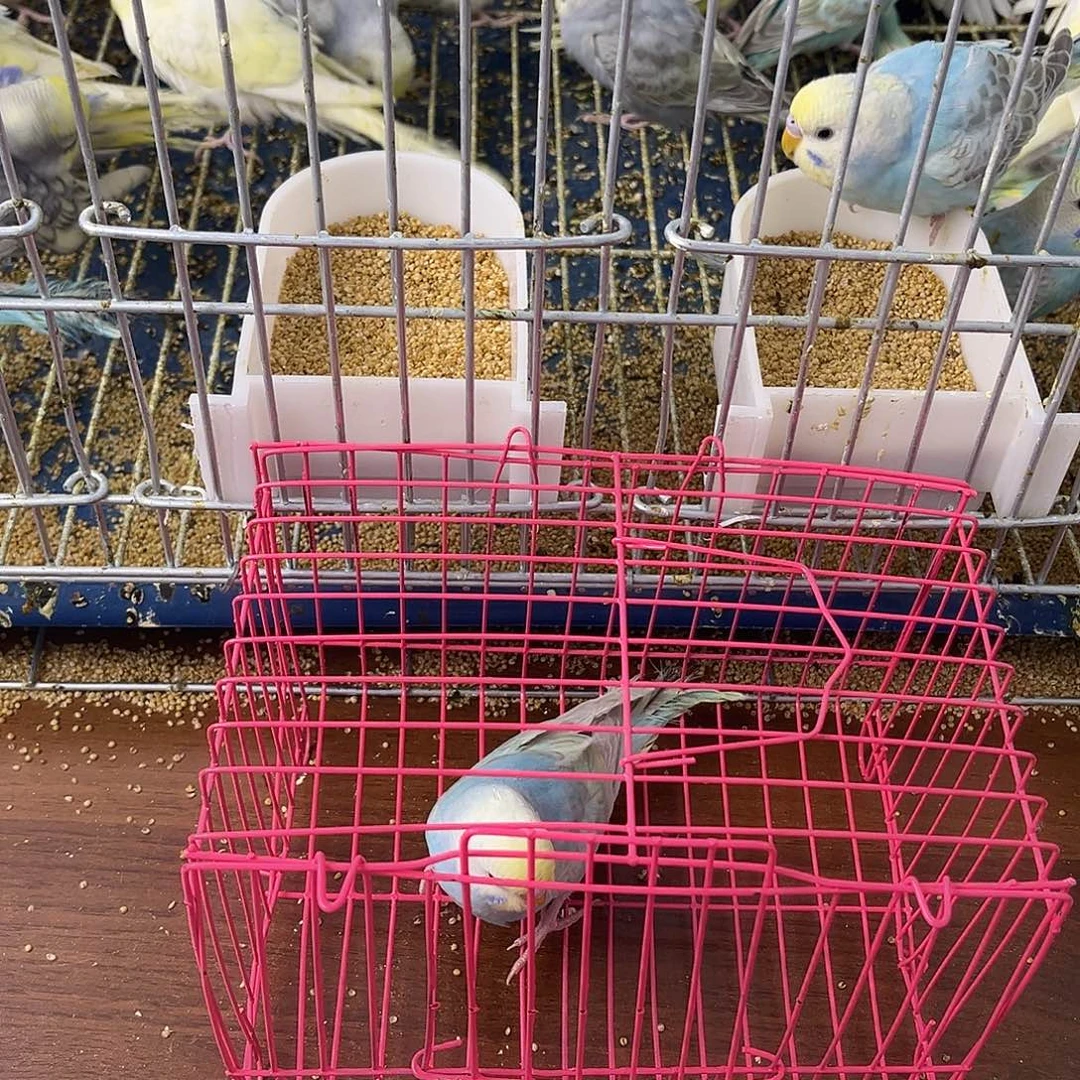 虎皮鹦鹉金彩鹦鹉