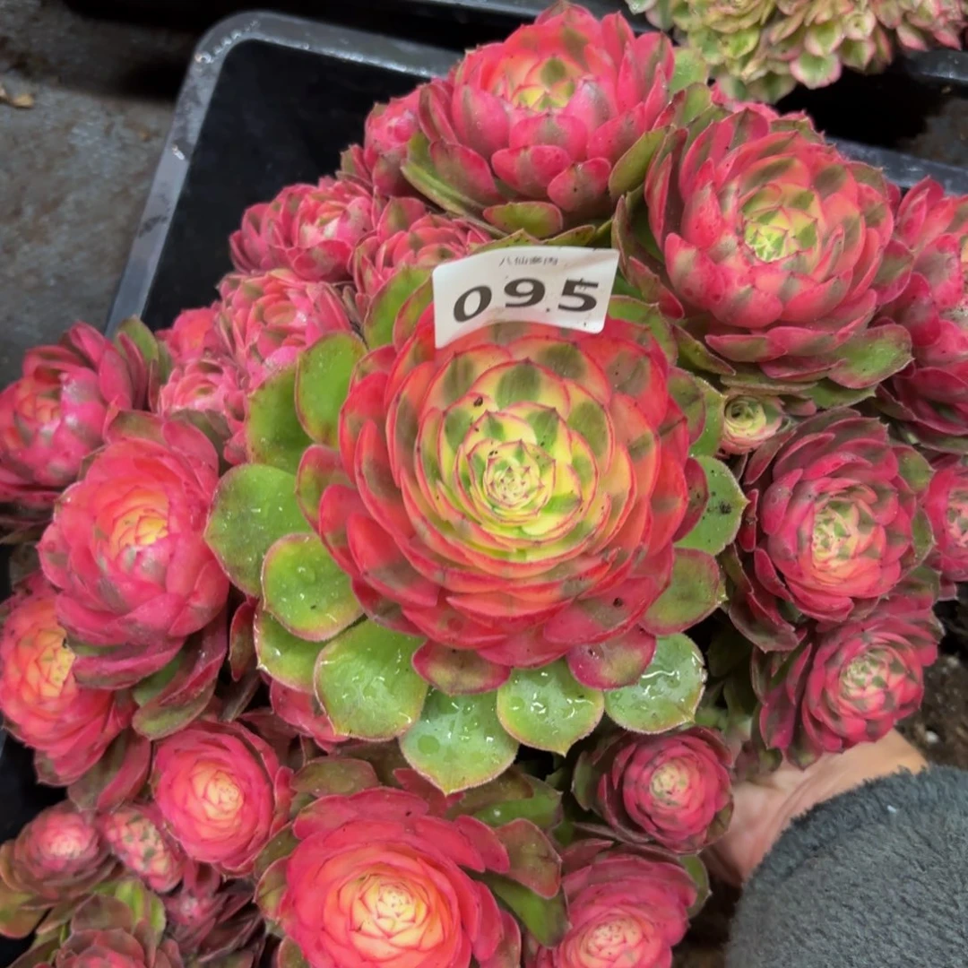 095多肉植物荔枝