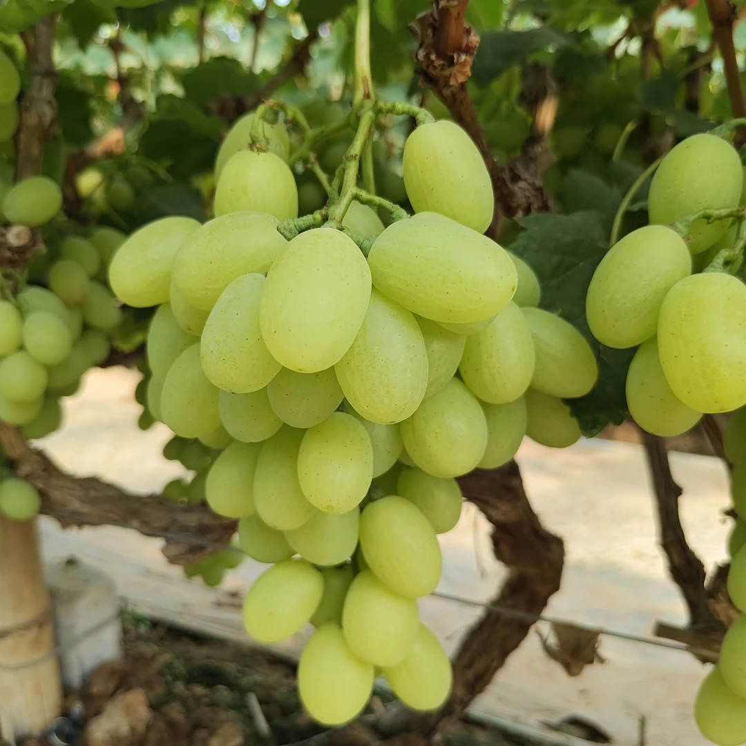 京东包邮牛奶青提葡萄新鲜水果采摘清甜可口提子青提葡萄