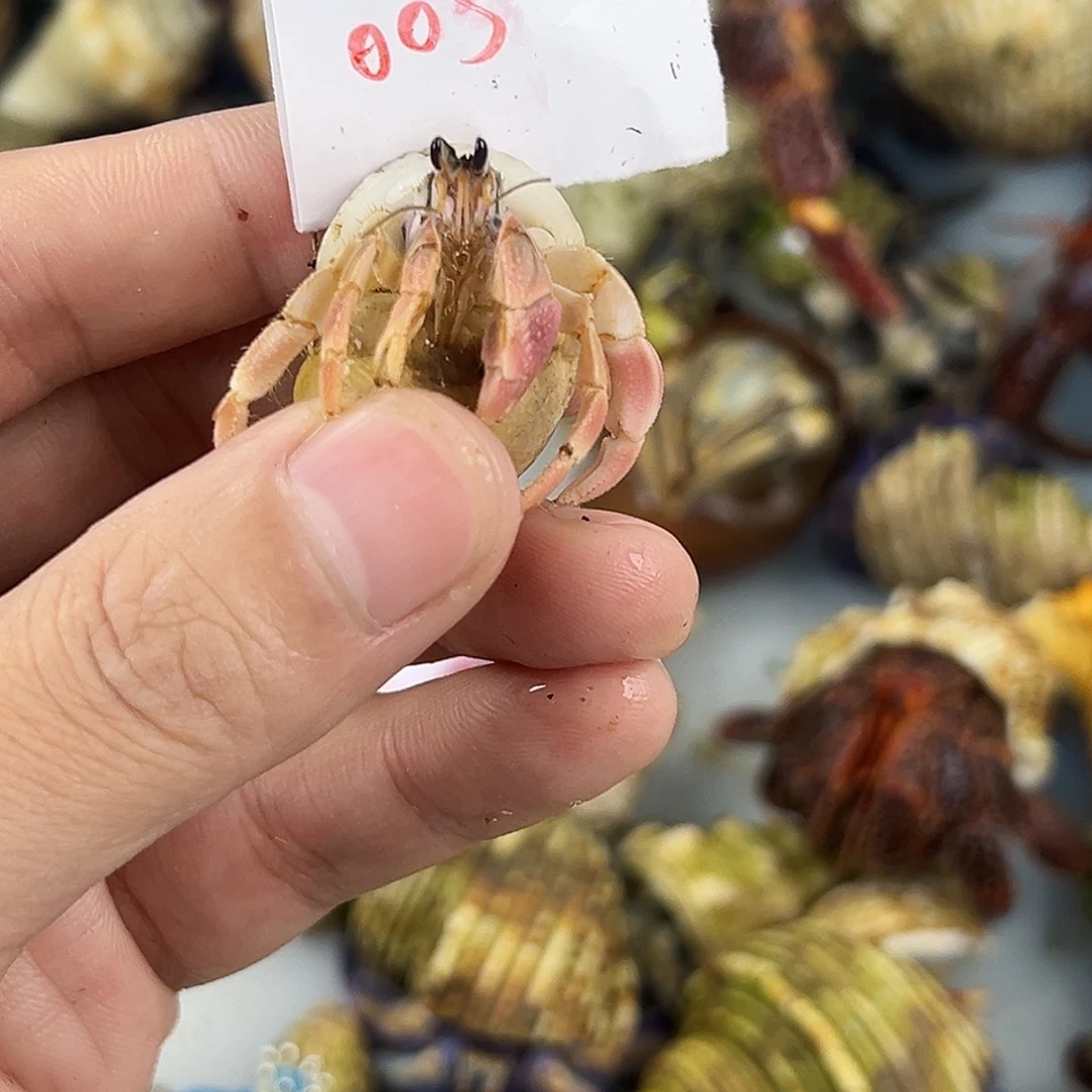 寄居蟹快来参与竞拍啦
