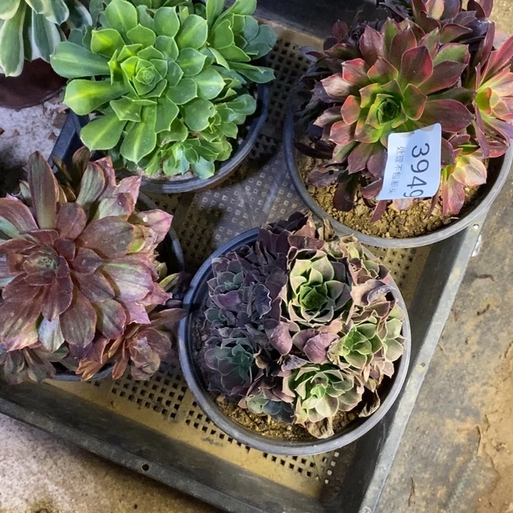 4盆多肉断头不包3949