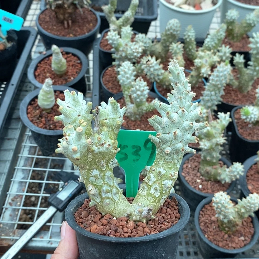 钟馗多肉植物一个