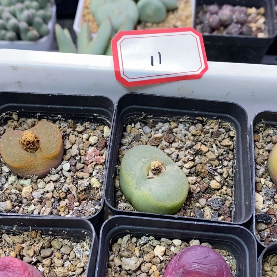 圆***天56686669669899988998885