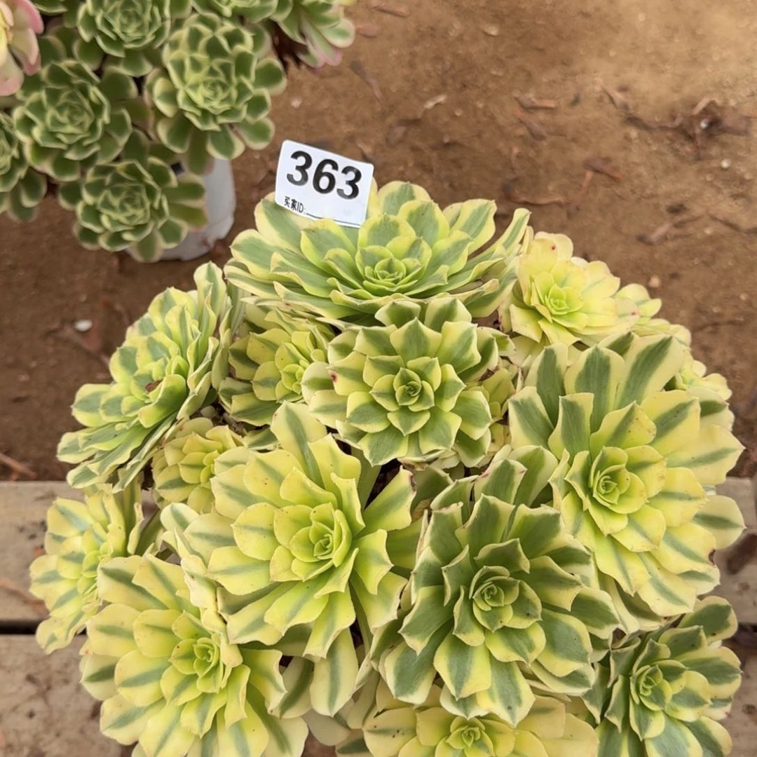 363绿豆沙多肉植物