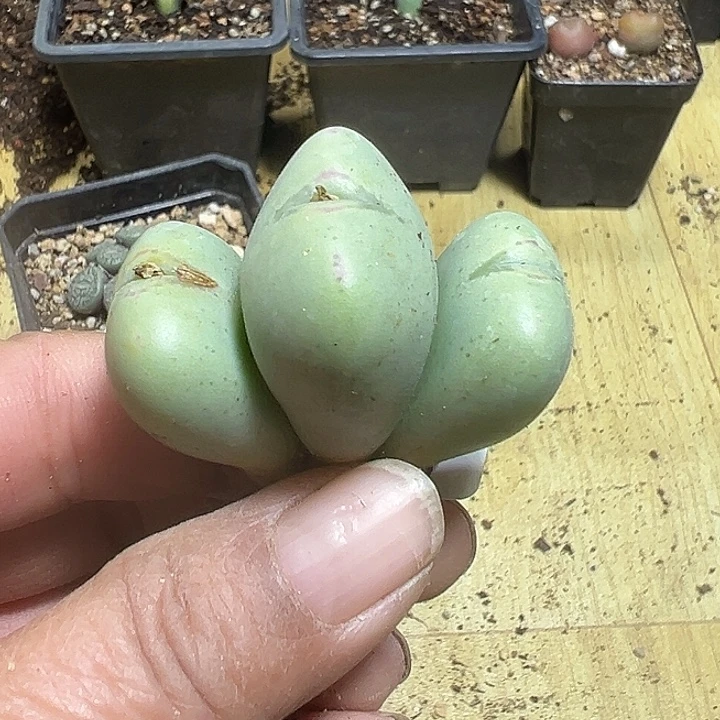 856号福利少将多肉植物