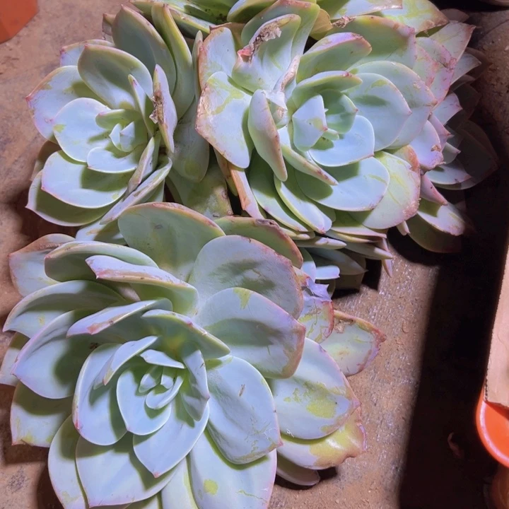 用***8地栽白凤群生一棵（包邮不包损）