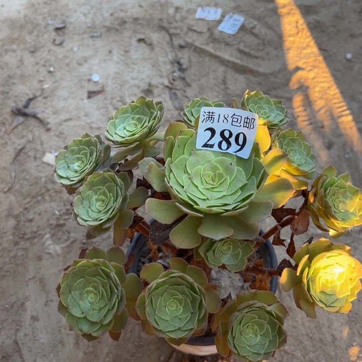 鸿***湾289万圣节手捧0000