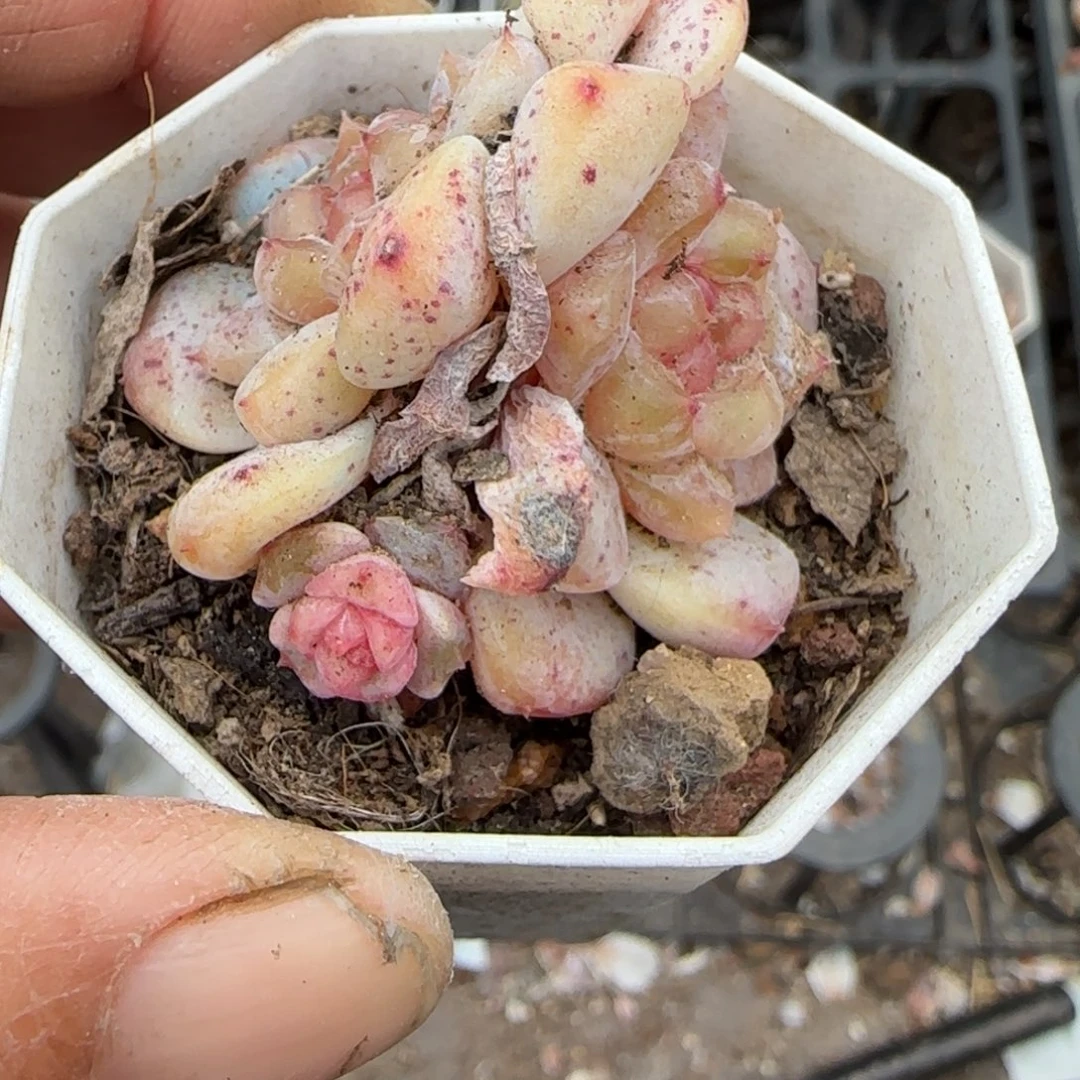 多肉小卡拉米糖心一物一拍