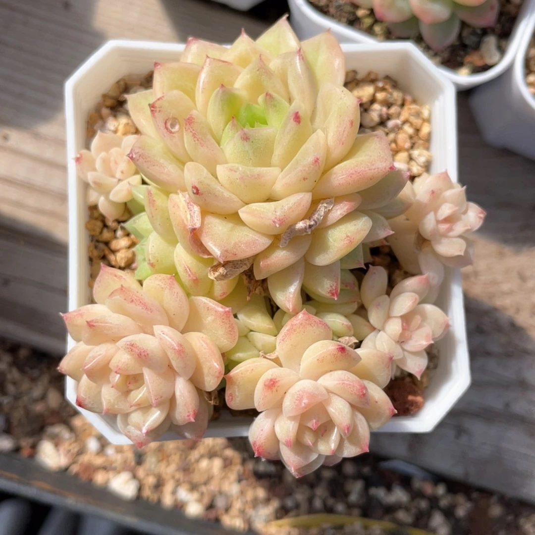 优选麦杆飘枝647