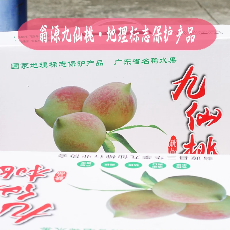 [翁源九仙桃]国家地理标志产品甜脆桃子基地新鲜采摘应季水果广东