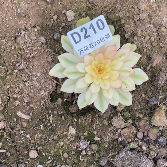 210油画少女高锦多肉植物