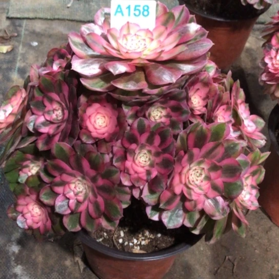 淡***静无花朵158号荔枝法师多肉植物