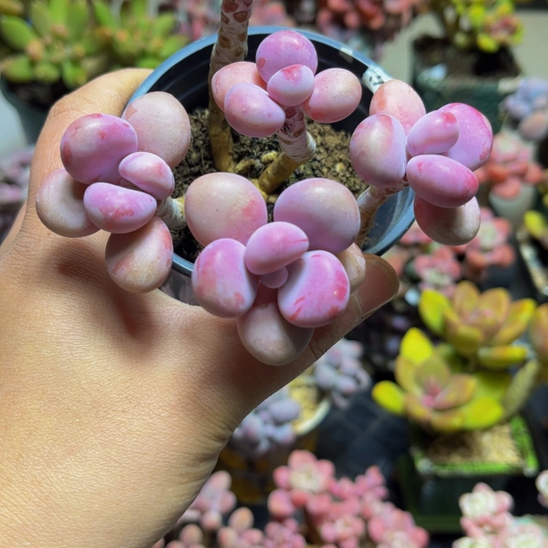 174桃蛋10厘米多肉