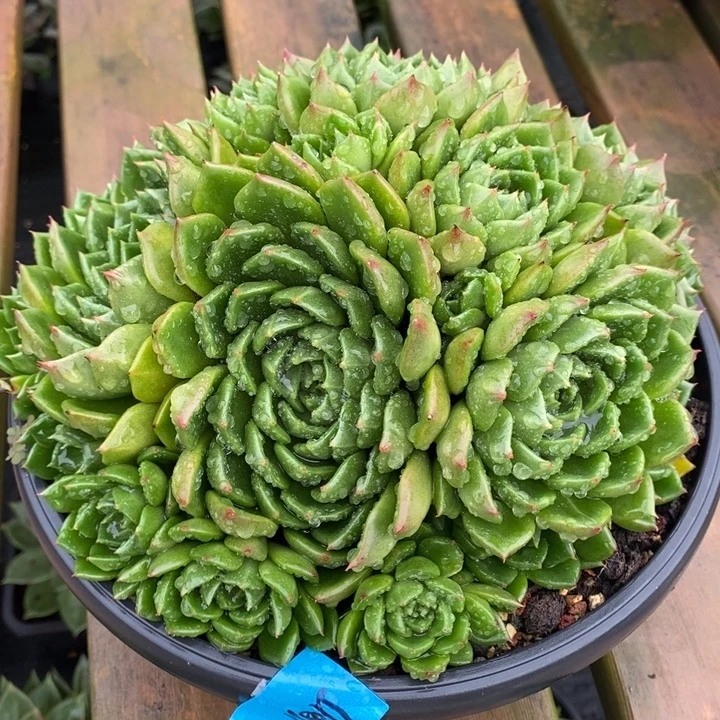 D355- 直播福利 油画捧花