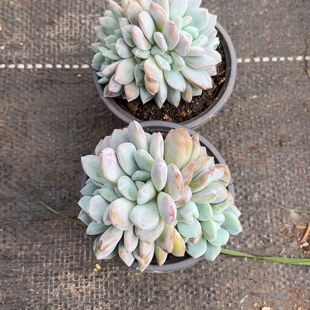 梦露朵朵、12.8包邮