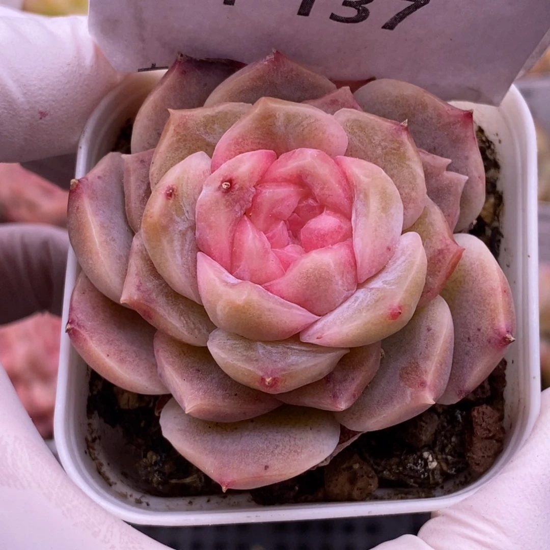 【闪购商品】14-137