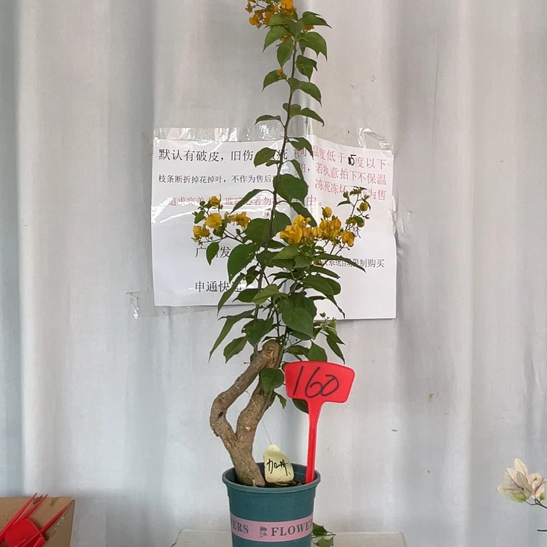 当前无花栽培后可以开花160加州黄金桩