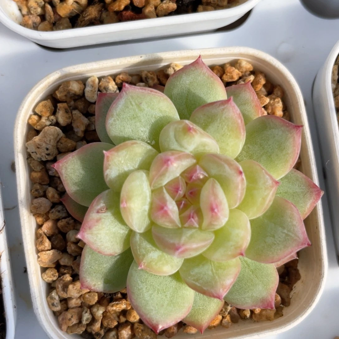 优选寒绯珍妮1000