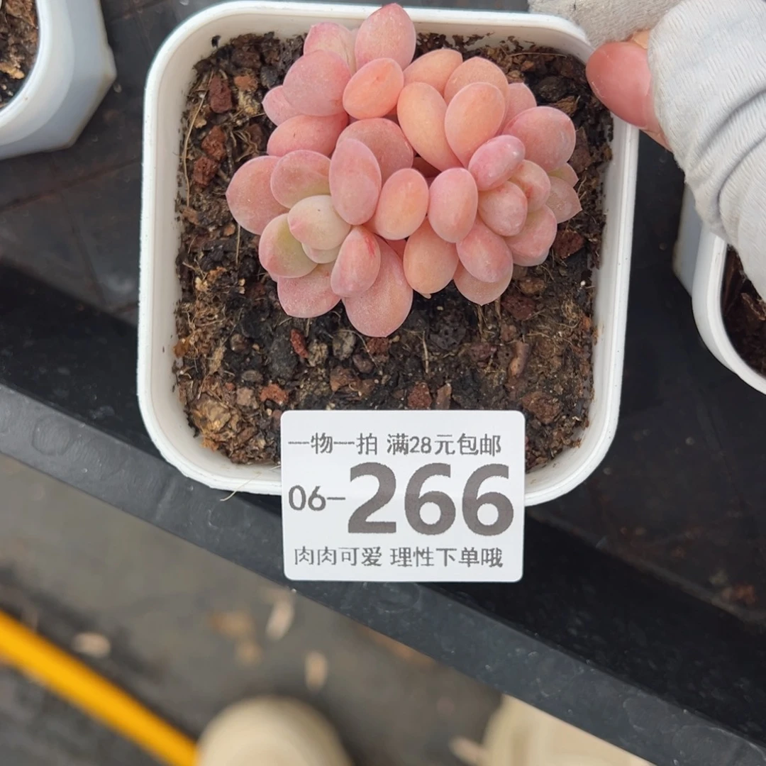 白鹭多肉多肉多肉多肉