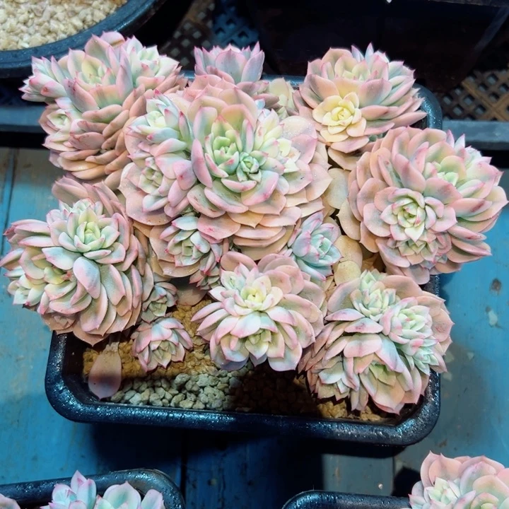 精品多肉植物老桩