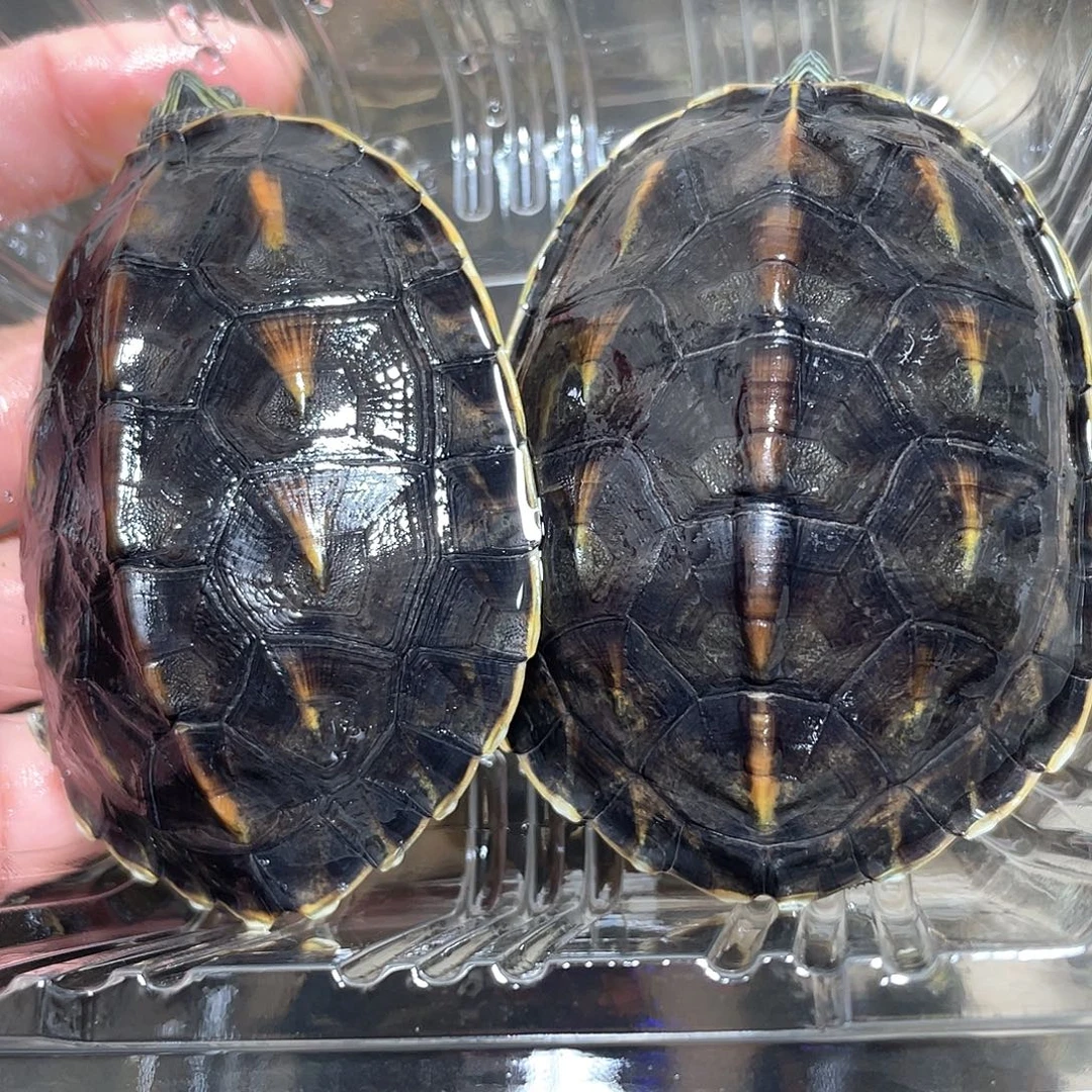 宠物龟不分公母2花龟