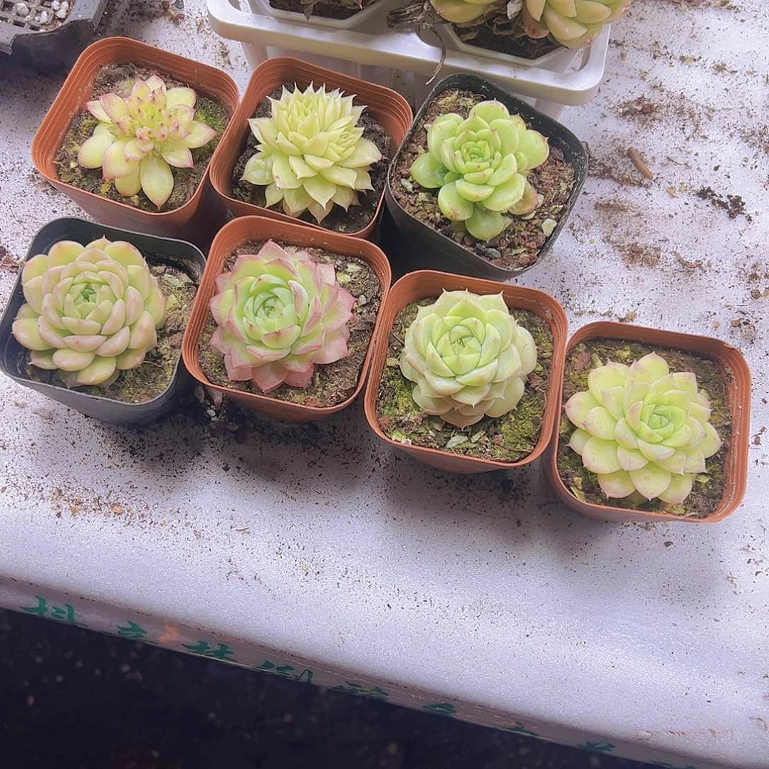 优选麦杆3群4单19包邮