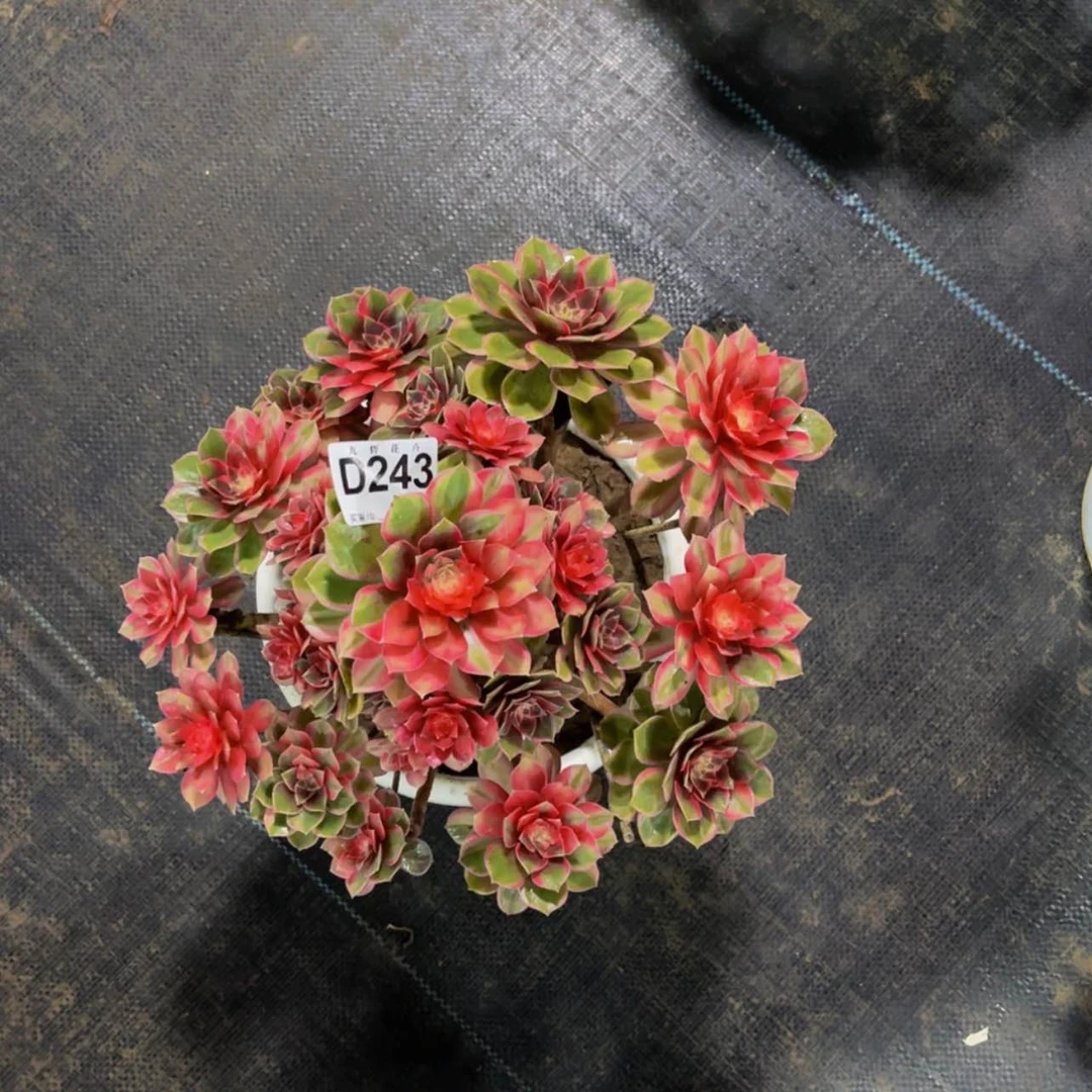 【闪购商品】自***想24300