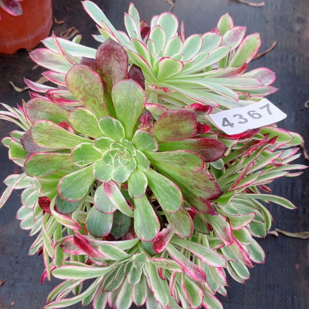 胭脂翡翠多肉发货发货