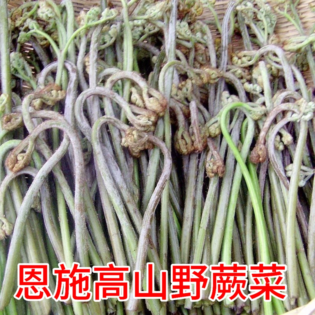 恩施高山蕨菜现摘新鲜当季野菜龙爪菜猫蕨菜猫爪菜