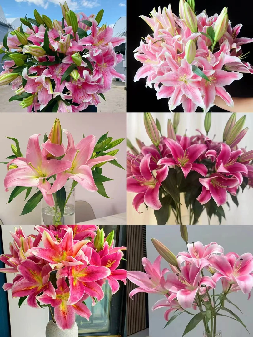 【香水百合鲜花】云南基地直发气温5度以下需要拍保温棉