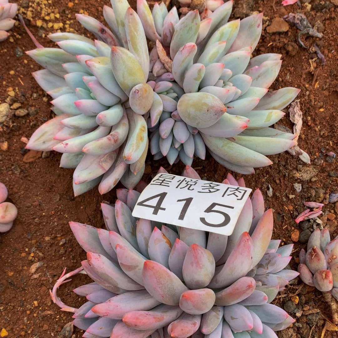 415星悦多肉植物