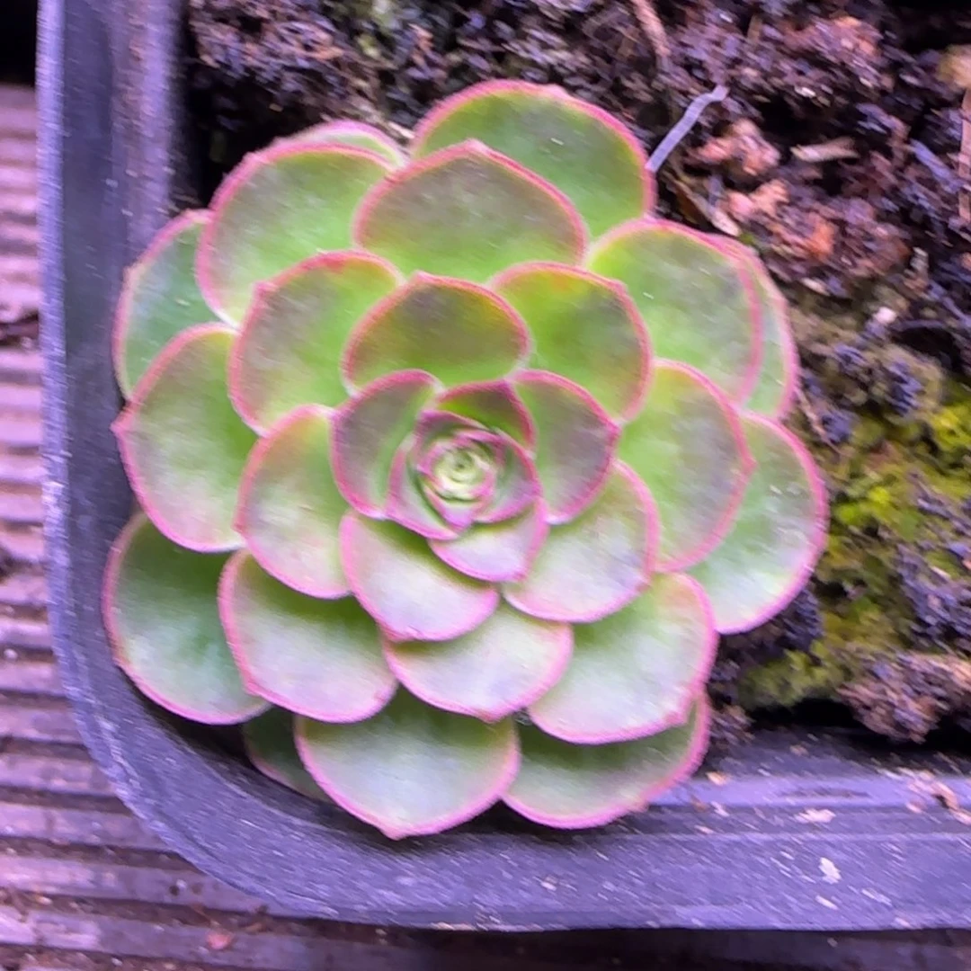 4厘米玫瑰11242437686868
