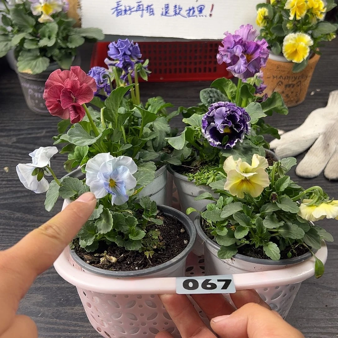 大部分花苞少量开放067号