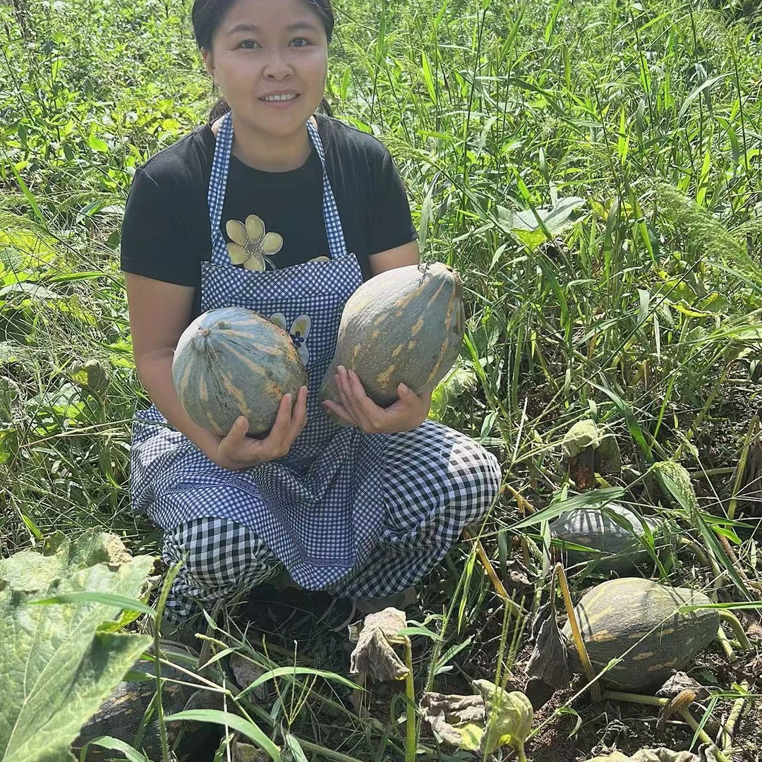 贵州高山新鲜现摘香芋南瓜