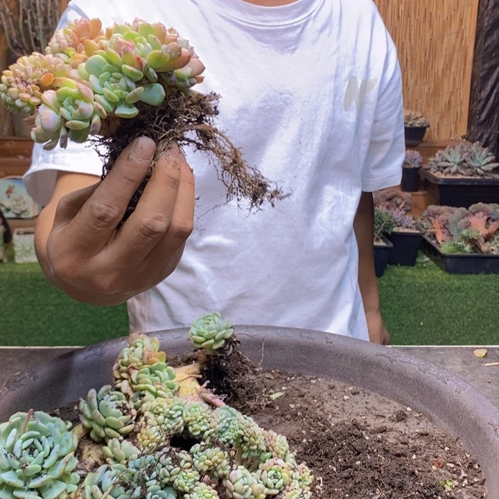 ****爷897 号白胖子多肉植物