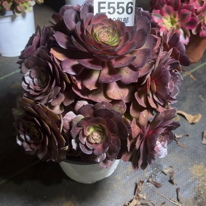 瑞妈一物一拍556不包断枝