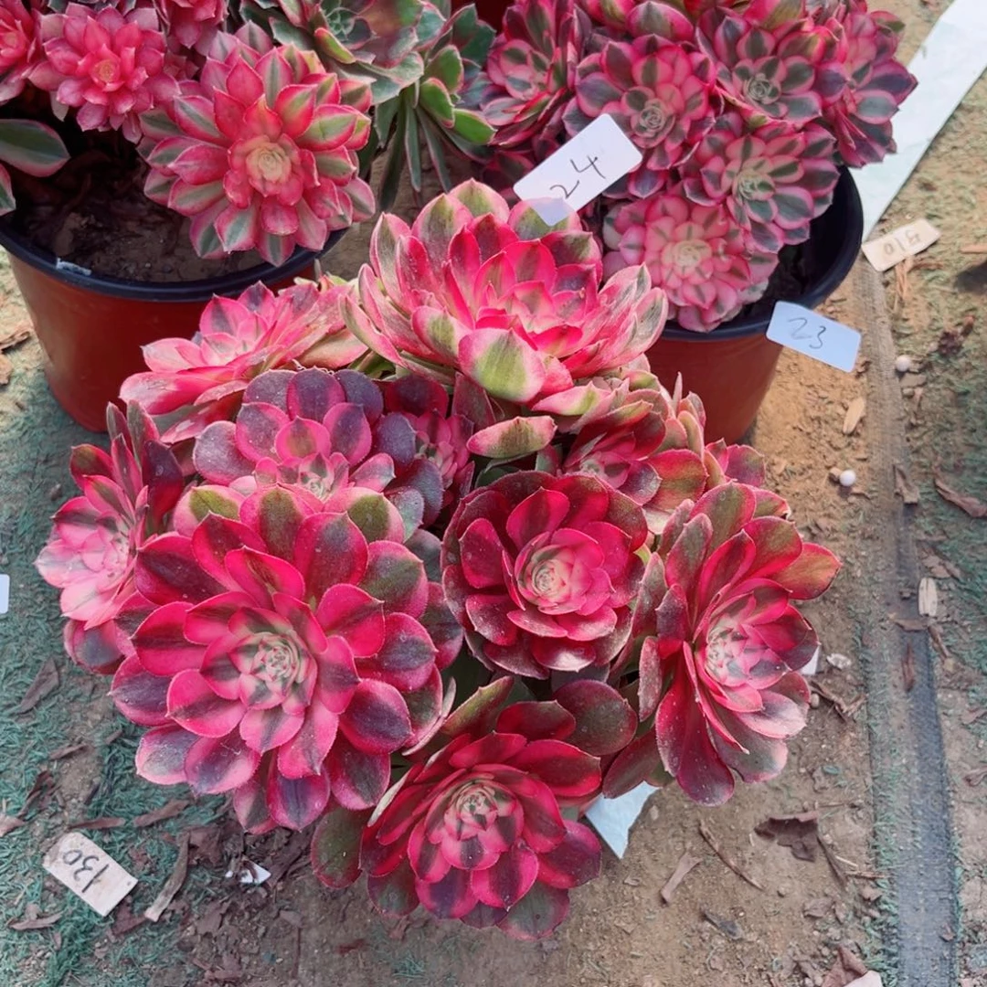 24红荔枝法师多肉植物