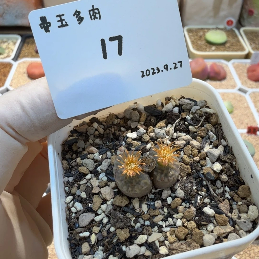 *****多肉多肉多肉9.27-017