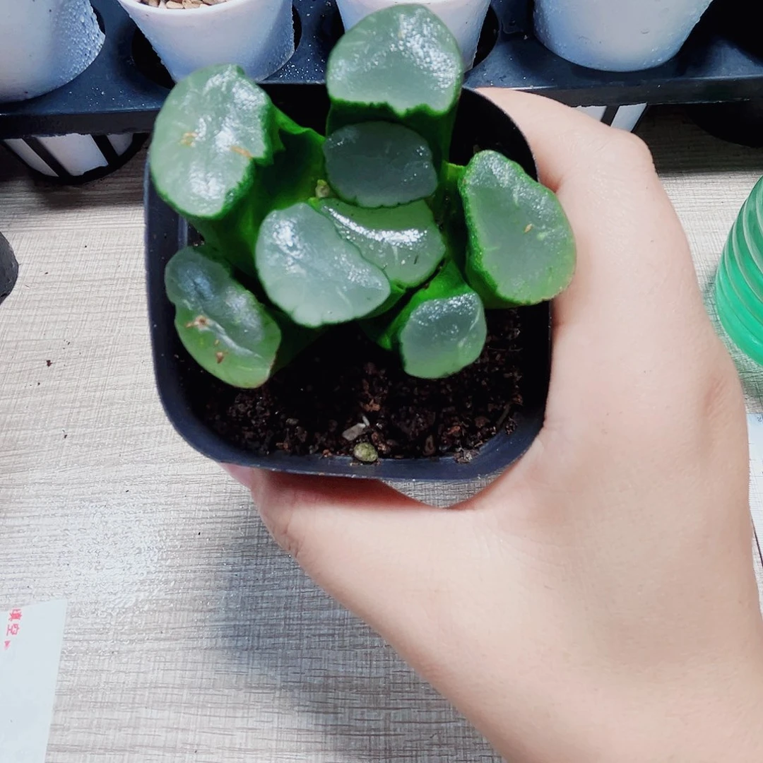 阿***白漂亮万象多肉植物66666