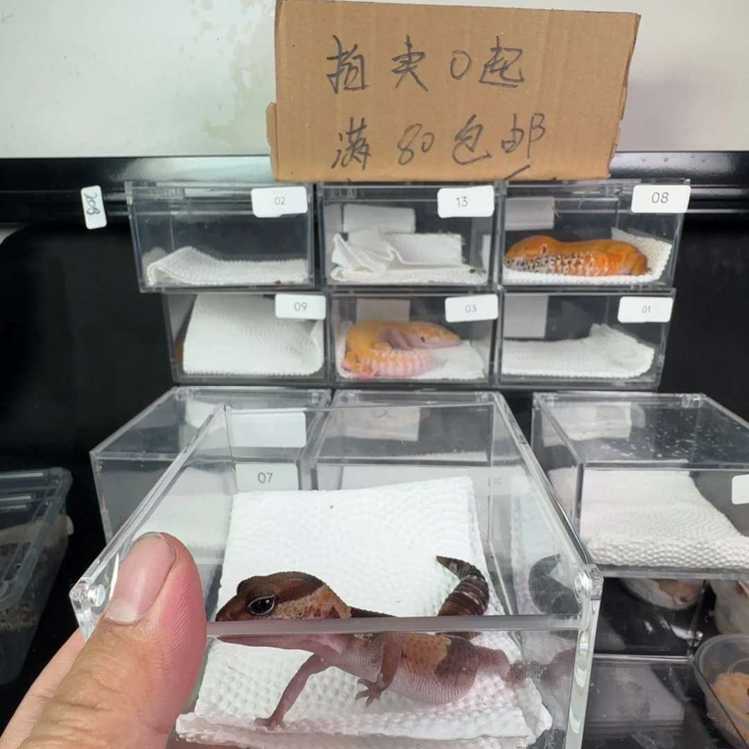 豹纹守宫原色瘾橘白无纹妹妹