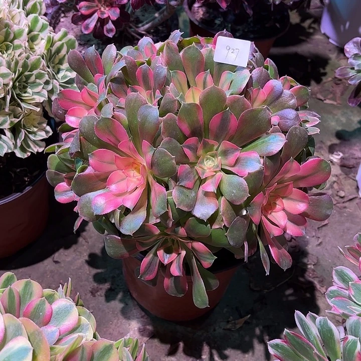 多肉植物香妃00927