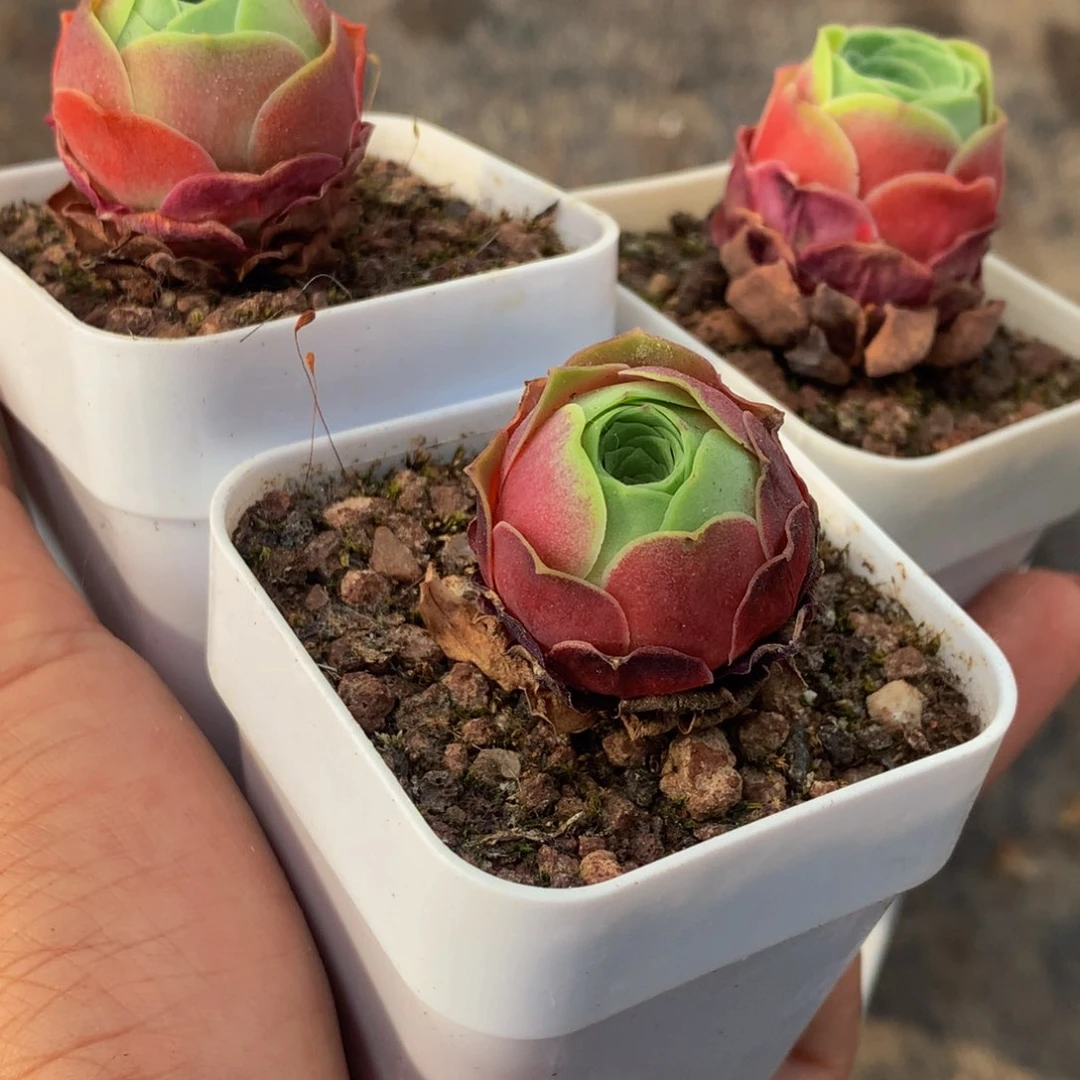 红丝绒玫瑰。 （不满9.99发叶子）