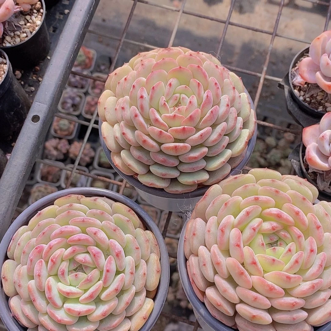 0216-大满盆白胖子单头一颗量拍